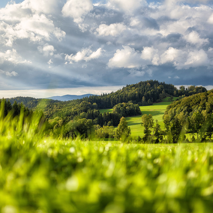 Leben in der Nähe des Bayerischen Walds